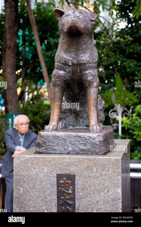 Statue of Hachiko the Akita dog at Shibuya Station, Tokyo, Japan Stock ...