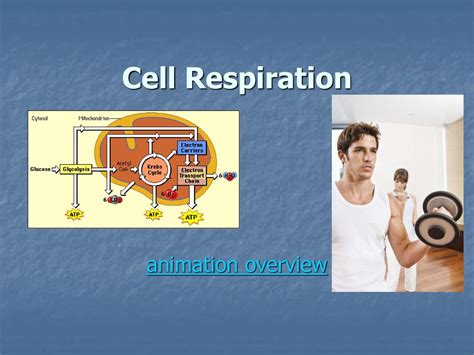 Cellular Respiration Animation