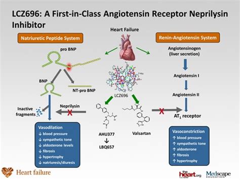 Neprilysin; CALLA Antigen; Enkephalin Dipeptidyl Carboxypeptidase ...