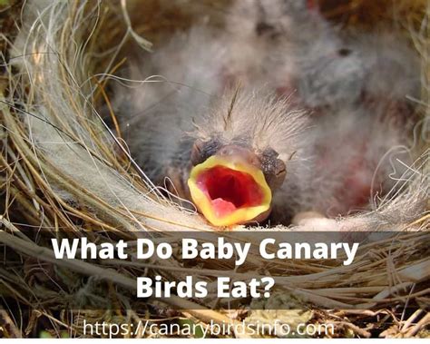 What Do Baby Canary Birds Eat? 6 Food Supplements