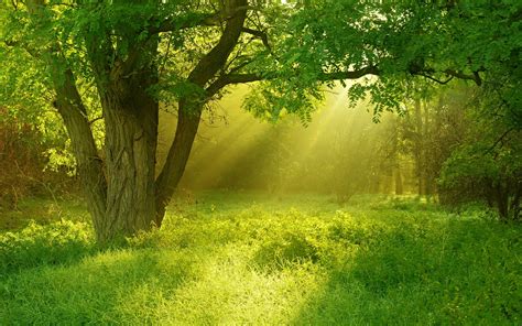 forest, Tree, Landscape, Nature Wallpapers HD / Desktop and Mobile ...