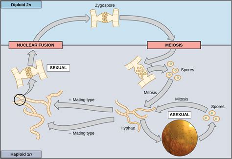 Sexual Reproduction | OpenStax Biology 2e