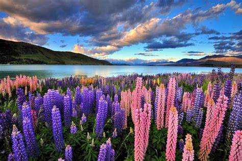 New Zealand | 5 Reasons Spring is the Best Season to Visit