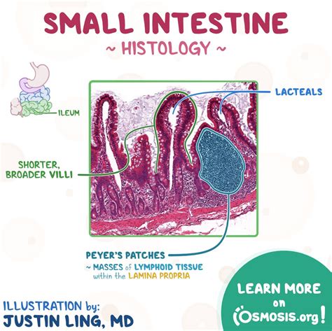 Small Intestine Histology Diagram – NBKomputer