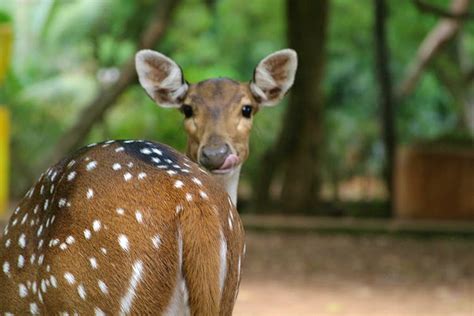 Visit Guindy National Park | LBB, Chennai