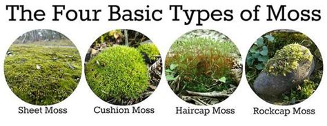 The Four Basic Types of Moss :) | Hydroponics ღ Small Gardening ...