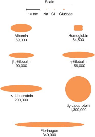 Plasma Proteins & Immunoglobulins | Basicmedical Key