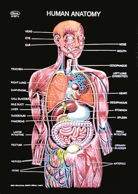 Human Sized Cage ~ Human Organs Charts Body Ch Dbios | fonewall