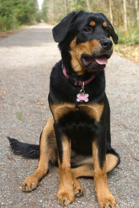 Pin by Rebecca Menchaca on Cuteness | Rottweiler mix puppies ...