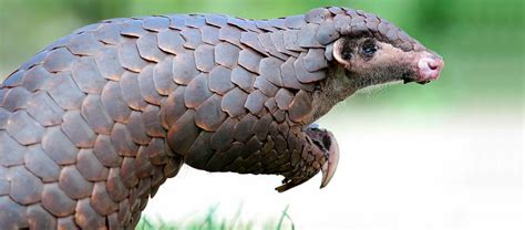 The Chinese Pangolin | Critter Science