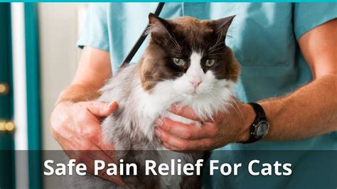 Safe Pain Relief For Cats: What Can You Give A Cat For Pain At Home?