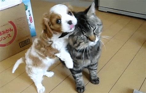 Safe For Work Puppy GIF - Find & Share on GIPHY