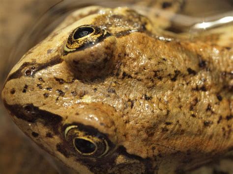 Columbia Spotted Frog stock image. Image of toad, nature - 16157801