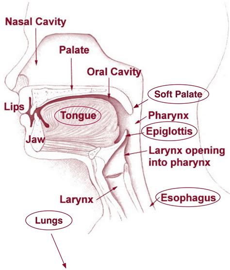 Anatomy Of The Mouth Diagram