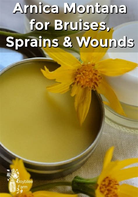 Arnica Montana for Bruises, Sprains, and Wounds - Joybilee® Farm | DIY ...