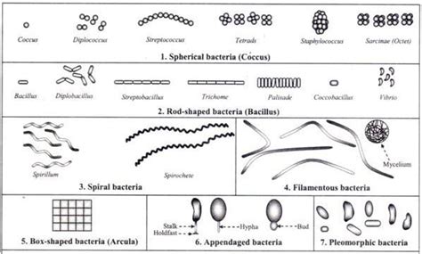 Different Size, Shape and Arrangement of Bacterial Cells