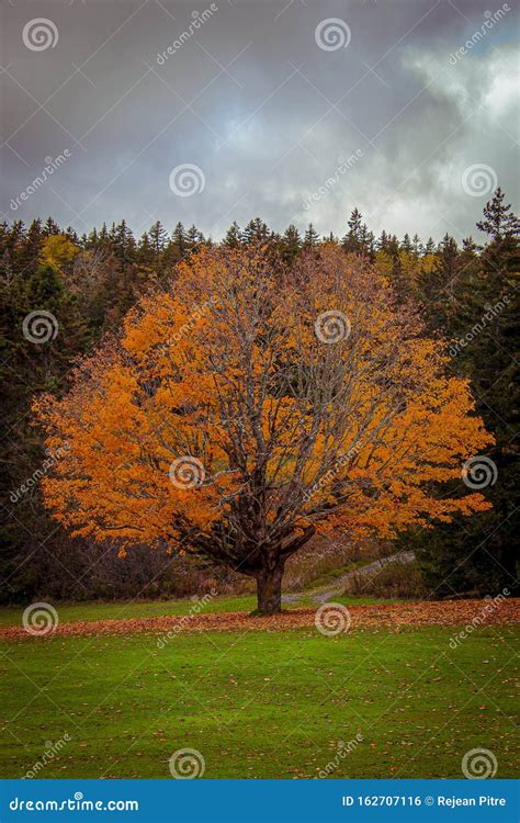 Fall colors in the Park stock photo. Image of colors - 162707116