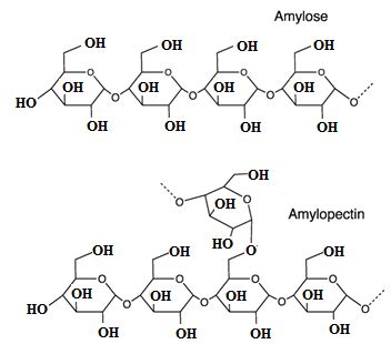 Structural Formula Of Amylose