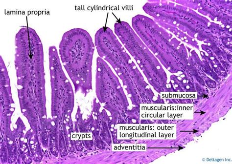 small intestine histology | Fisiología, Anatomia patologica, Histología