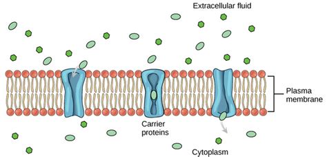 5.7: Passive Transport - Facilitated Transport - Biology LibreTexts