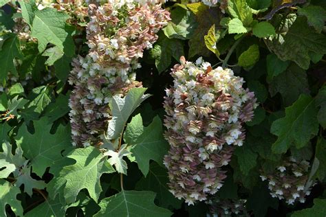 Hydrangea quercifolia - UDBG