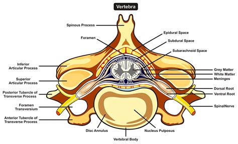 Spinal Cord Cross Section Diagram Spinal Cord Cross