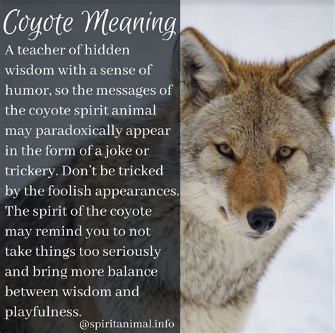 Coyote symbolism meaning – Artofit