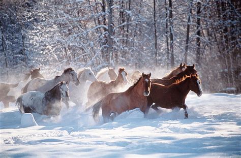 Horses Equus Caballus Running In Snow Photograph by Art Wolfe