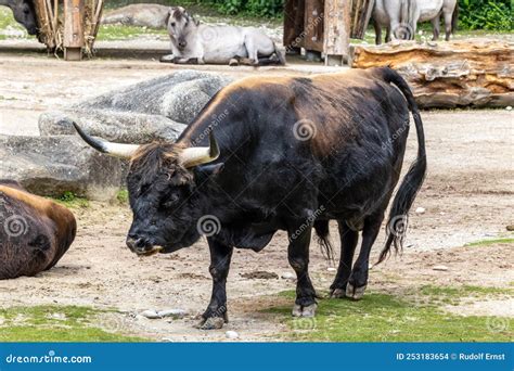 Heck Cattle, Bos Primigenius Taurus or Aurochs in a German Park Stock ...