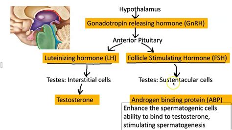 Spermatogenesis Hormones