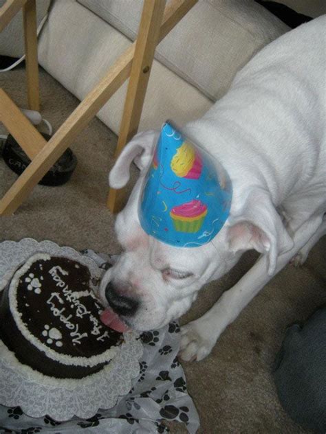 Dogs Eating Cake - Cute Photos of Dogs