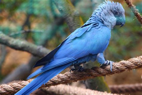 36 Spix's Macaw Facts: Size, Habitat, Lifespan, Population - BirdBaron