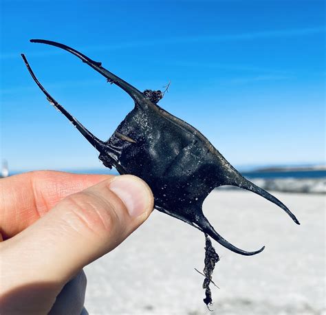 Skates & Rays of the Jersey Shore — Save Coastal Wildlife