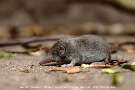 The Shrew: Your Garden’s Oft-Ignored Friend! - Laidback Gardener