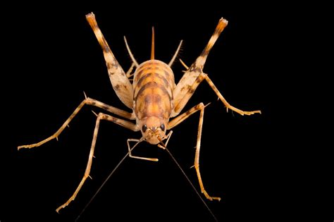 5 Things You Didn't Know About Cave Crickets - WorldAtlas