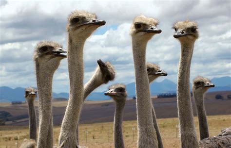 Ostrich | Habitat, Food, & Facts | Britannica