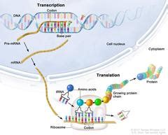 Transcription And Translation: Image Details - NCI Visuals Online