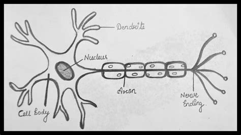 Nerve Cell Diagram