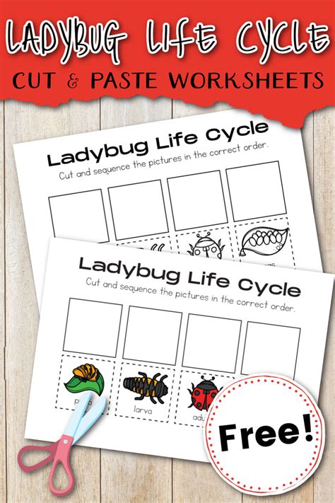 Life Cycle of a Ladybug Worksheet