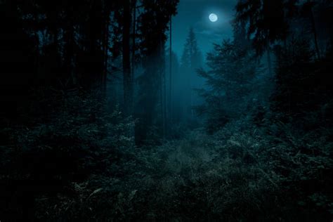 Spooky Woods Stock Photos, Pictures & Royalty-Free Images - iStock