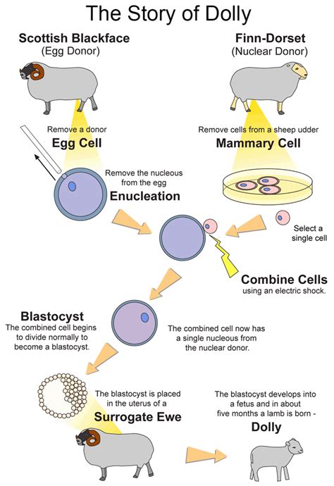 How Dolly Sheep was cloned?