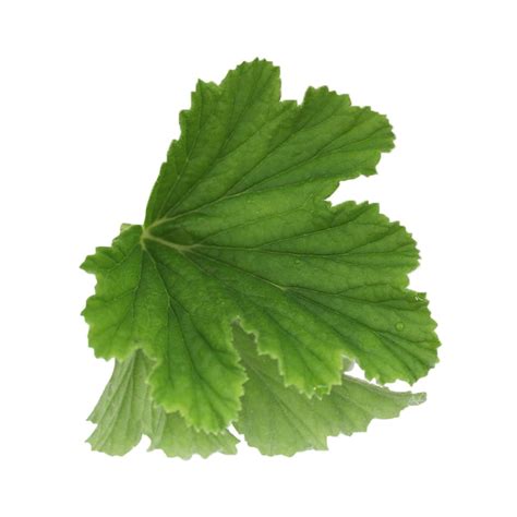 Geranium Edible Leaves | Nurtured in Norfolk