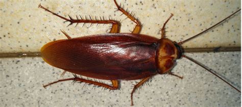 Here's Why Cockroaches Love Your Clean Home | ABC Blog