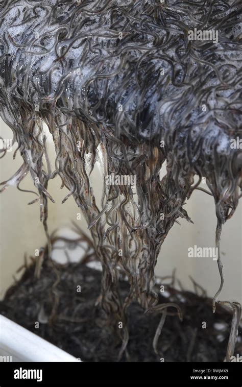 Berlin, Germany. 07th Mar, 2019. Glass eels are placed in transport ...