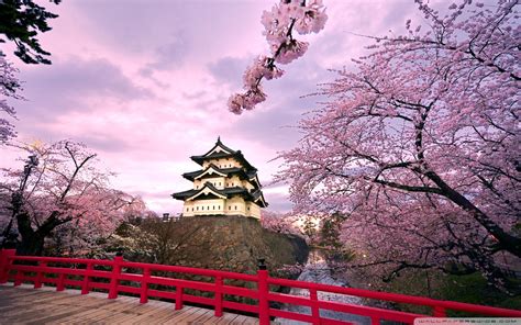 Japanese Cherry Blossom Wallpaper (71+ images)