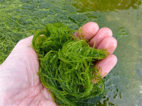 Natural Seaweed Salt in Cornwall - Wild Walks South West