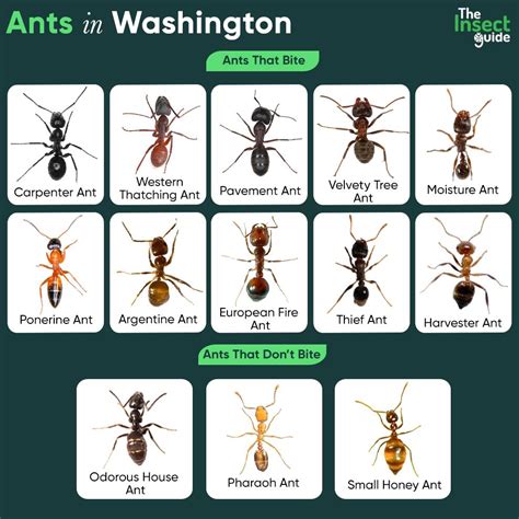 List of Common Types of Ants in Washington – with Pictures