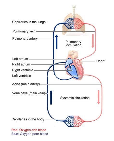 The Big Picture of Systemic Blood Flow in the Body