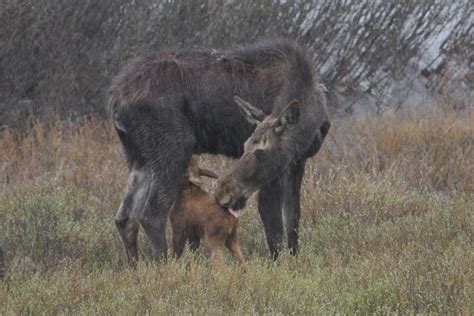 20 Amazing Wildlife Photos in Yellowstone National Park | Birds and Blooms