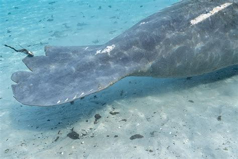 A Spotlight on Manatees — The Original Mermaids | Scuba Diving